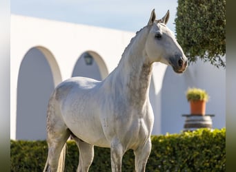 Lusitano, Ogier, 7 lat, 164 cm, Siwa