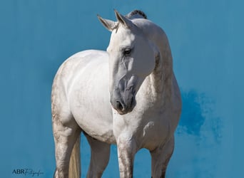 Lusitano, Ogier, 7 lat, 164 cm, Siwa