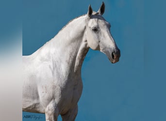 Lusitano, Ogier, 7 lat, 164 cm, Siwa