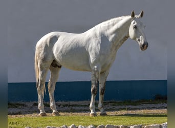 Lusitano, Ogier, 7 lat, 164 cm, Siwa