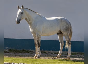 Lusitano, Ogier, 7 lat, 164 cm, Siwa