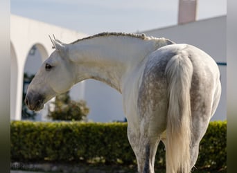 Lusitano, Ogier, 7 lat, 164 cm, Siwa