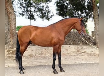 Lusitano, Ogier, 7 lat, 165 cm, Gniada