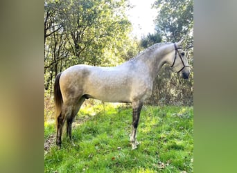 Lusitano, Ogier, 7 lat, 165 cm, Siwa