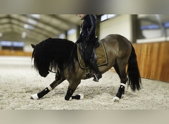 Lusitano Mix, Ogier, 7 lat, 166 cm, Grullo