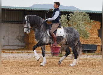 Lusitano, Ogier, 7 lat, 166 cm, Siwa