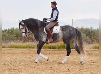 Lusitano, Ogier, 7 lat, 166 cm, Siwa