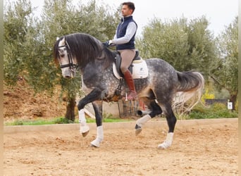 Lusitano, Ogier, 7 lat, 166 cm, Siwa