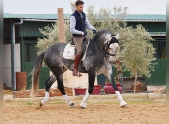 Lusitano, Ogier, 7 lat, 166 cm, Siwa