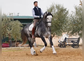 Lusitano, Ogier, 7 lat, 166 cm, Siwa