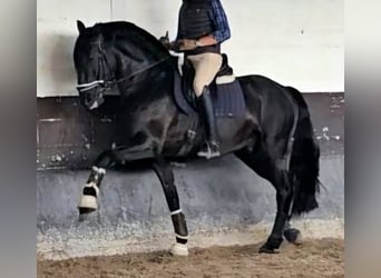 Lusitano, Ogier, 7 lat, 169 cm, Kara