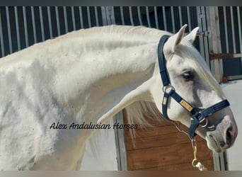 Lusitano, Ogier, 7 lat, 170 cm, Biała