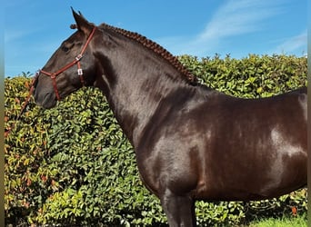 Lusitano, Ogier, 7 lat, 170 cm, Ciemnokasztanowata