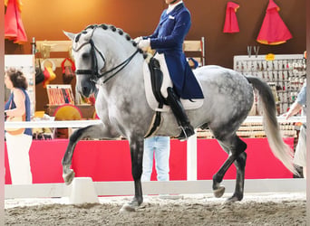 Lusitano, Ogier, 8 lat, 160 cm, Siwa