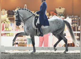 Lusitano, Ogier, 8 lat, 160 cm, Siwa
