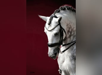 Lusitano, Ogier, 8 lat, 160 cm, Siwa