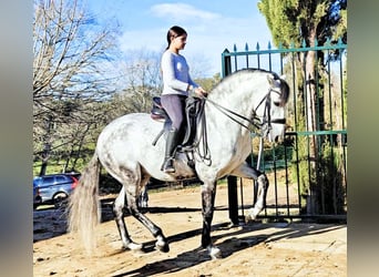 Lusitano, Ogier, 8 lat, 160 cm, Siwa