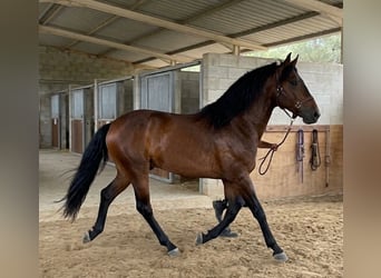 Lusitano, Ogier, 8 lat, 163 cm, Ciemnogniada