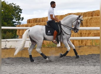 Lusitano, Ogier, 8 lat, 163 cm, Siwa