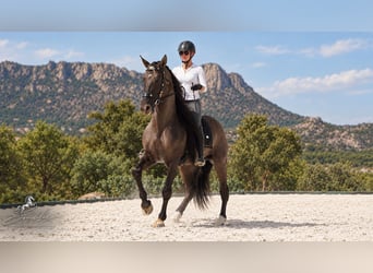Lusitano Mix, Ogier, 8 lat, 165 cm, Grullo