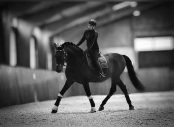 Lusitano Mix, Ogier, 8 lat, 166 cm, Grullo