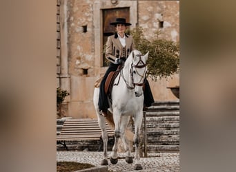 Lusitano, Ogier, 8 lat, 166 cm, Siwa