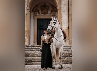 Lusitano, Ogier, 8 lat, 166 cm, Siwa