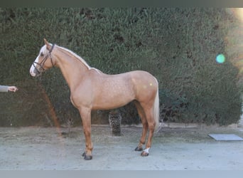 Lusitano Mix, Ogier, 8 lat, 170 cm, Perłowa