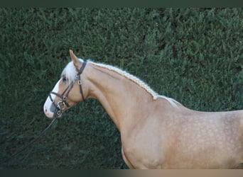 Lusitano Mix, Ogier, 8 lat, 170 cm, Perłowa