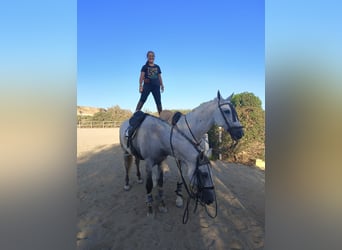 Lusitano, Ogier, 8 lat, 170 cm, Siwa