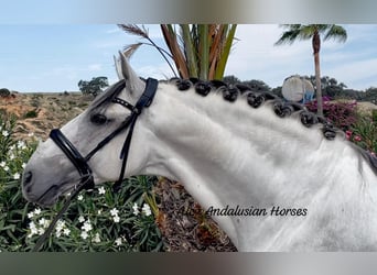 Lusitano, Ogier, 9 lat, 161 cm, Biała