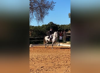 Lusitano, Ogier, 9 lat, 161 cm, Siwa