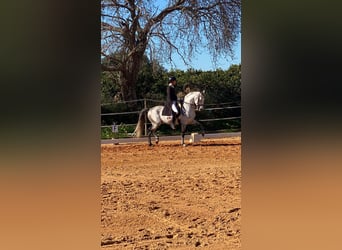 Lusitano, Ogier, 9 lat, 161 cm, Siwa