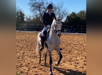 Lusitano, Ogier, 9 lat, 161 cm, Siwa