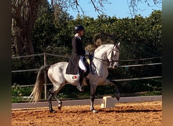 Lusitano, Ogier, 9 lat, 161 cm, Siwa