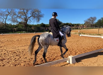 Lusitano, Ogier, 9 lat, 161 cm, Siwa