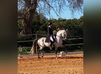 Lusitano, Ogier, 9 lat, 161 cm, Siwa