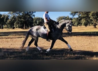 Lusitano, Ogier, 9 lat, 161 cm, Siwa