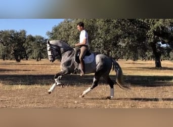 Lusitano, Ogier, 9 lat, 161 cm, Siwa