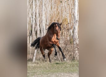Lusitano, Ogier, 9 lat, 163 cm, Gniada