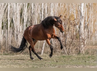 Lusitano, Ogier, 9 lat, 163 cm, Gniada