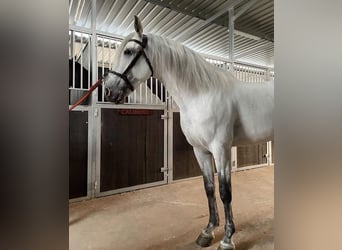 Lusitano, Ogier, 9 lat, 163 cm, Siwa