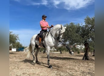 Lusitano, Ogier, 9 lat, 163 cm, Siwa