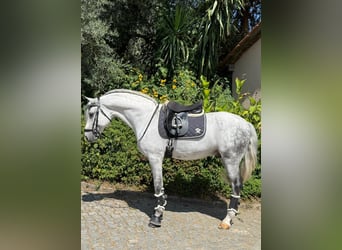 Lusitano, Ogier, 9 lat, 163 cm, Siwa