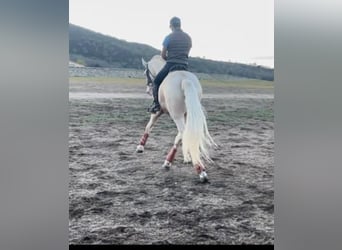 Lusitano, Ogier, 9 lat, 164 cm, Cremello
