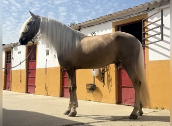 Lusitano Mix, Ogier, 9 lat, 167 cm, Izabelowata