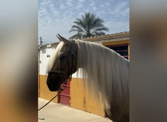 Lusitano Mix, Ogier, 9 lat, 167 cm, Izabelowata