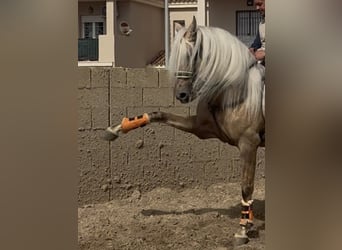 Lusitano Mix, Ogier, 9 lat, 167 cm, Izabelowata