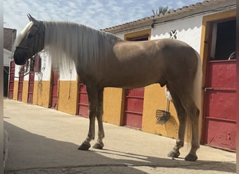 Lusitano Mix, Ogier, 9 lat, 167 cm, Izabelowata