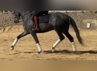 Lusitano, Ogier, 9 lat, 167 cm, Siwa
